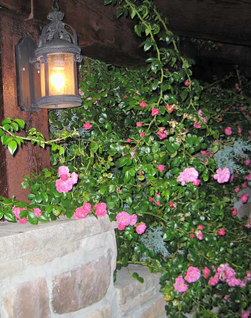 Cast iron lantern surrounded by pink roses in outside courtyard